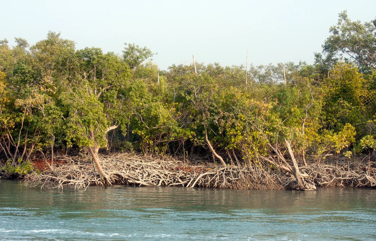 Image for Sundarbon, Bangladesh