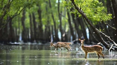 Image for Sundarbon, Bangladesh